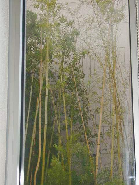 미술관 창밖으로 보이는 대나무 숲 / 2002-01-08 
